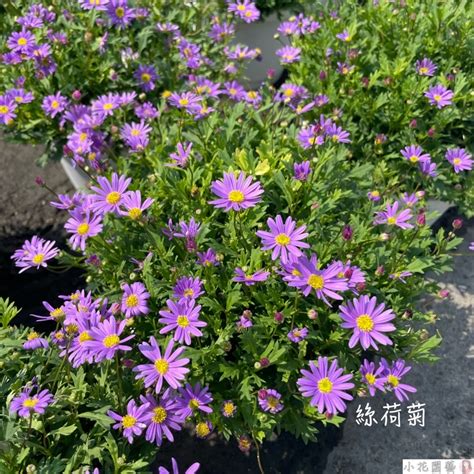 絲河菊枯萎|今夏絲河菊旺桃花秘方